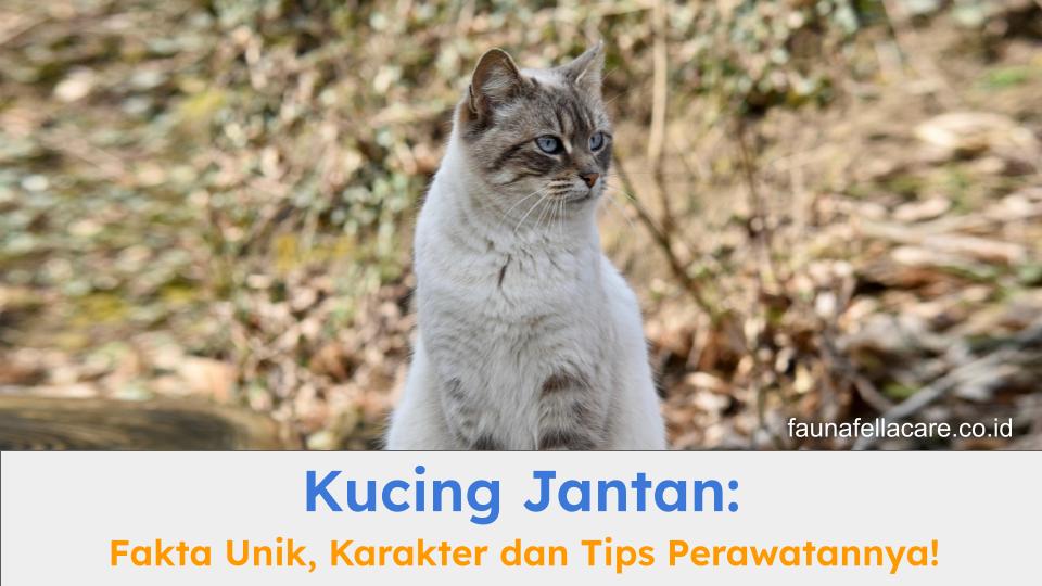 Kucing jantan memiliki karakter khas dan fakta unik berbeda dari kucing betina