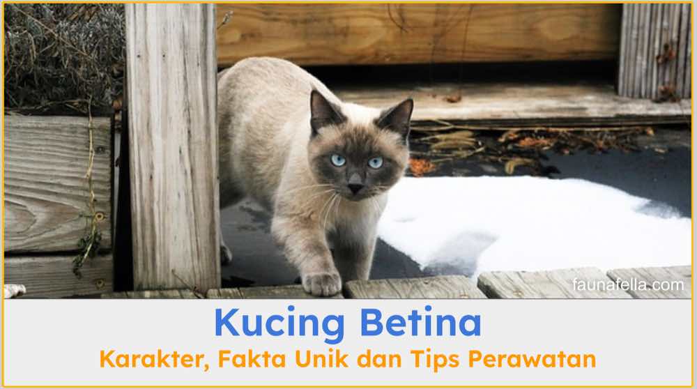 Memahami karakter dan perawatan kucing betina sangat penting bagi setiap pemilik