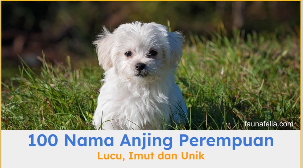 Nama anjing perempuan cocok untuk anabul yang lucu, imut dan unik seperti Maltese
