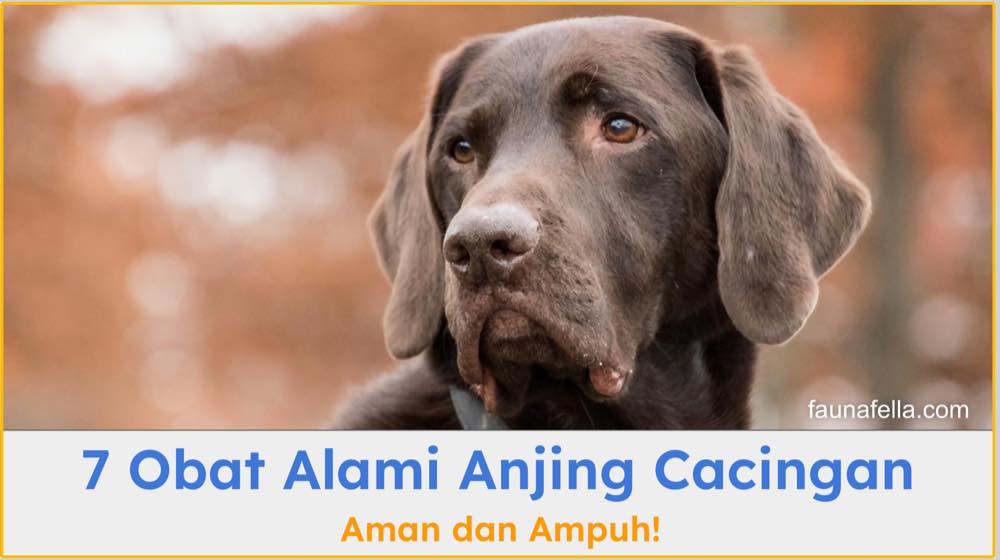 Obat alami anjing cacingan membantu menghilangkan parasit di dalam tubuh anabul kesayangan.