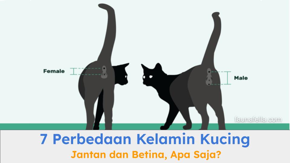 Perbedan kelamin kucing jantan dan betina bisa dilihat dari beberapa bagian