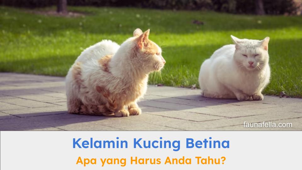 Pemilik harus mengetahui perbedaan dan perawatan kelamin kucing betina yang benar