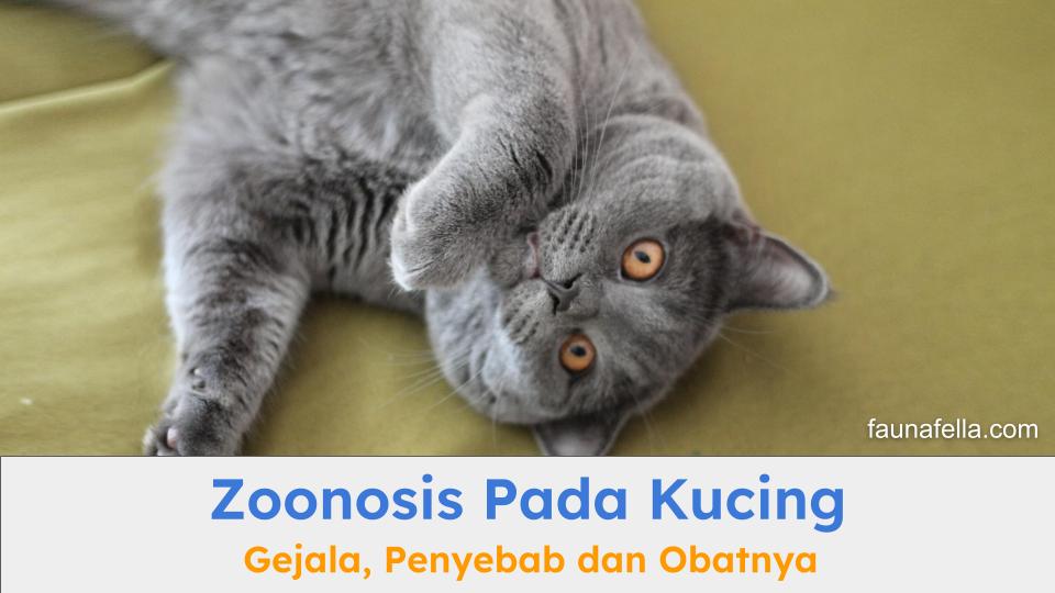 Zoonosis pada kucing harus Anda ketahui dari gejala, penyebab dan pengobatannya