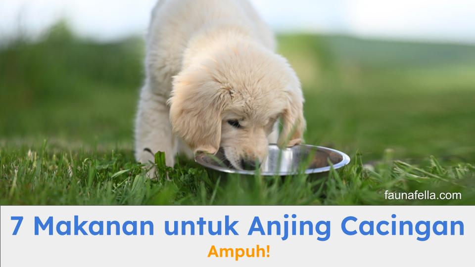 Anak anjing sedang makan makanan untuk anjing cacingan.