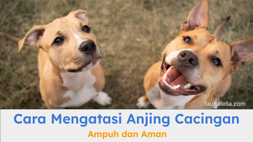 Cara mengatasi anjing cacingan yang aman dan ampuh