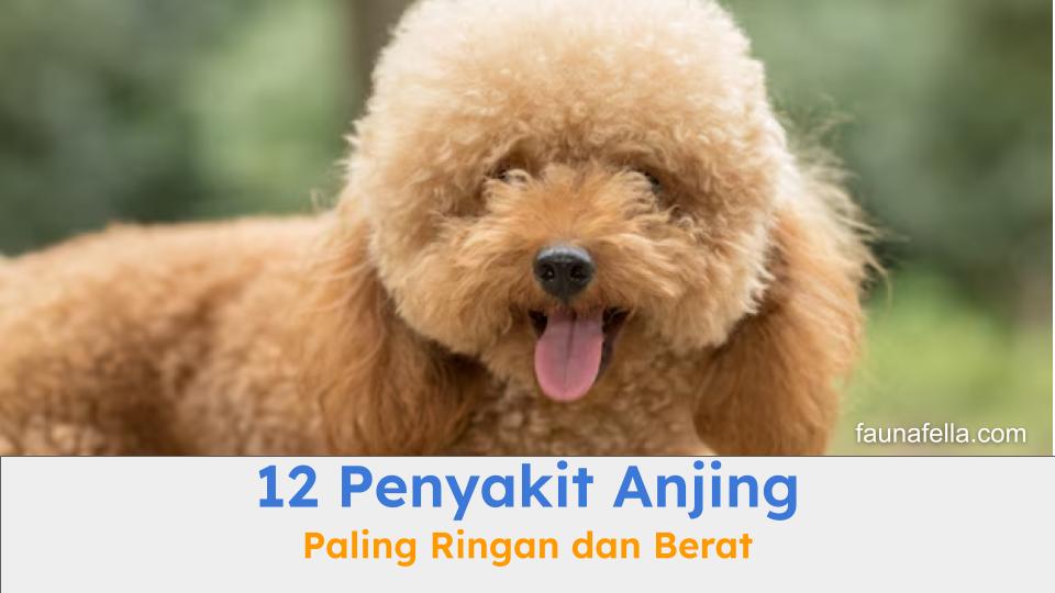 Kenali 12 penyakit anjing dari yang ringan hingga berat