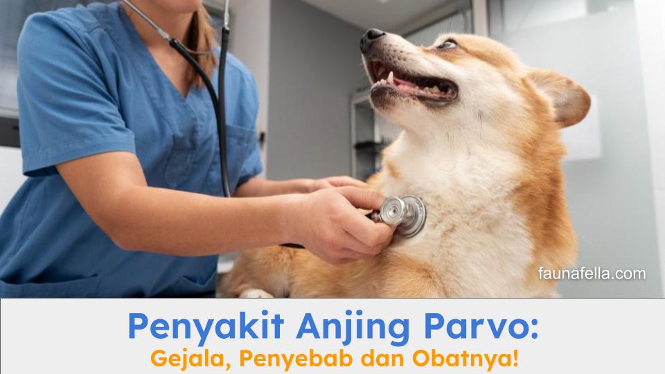 Cari tahu gejala, penyebab dan obat penyakit anjing parvo sejak dini