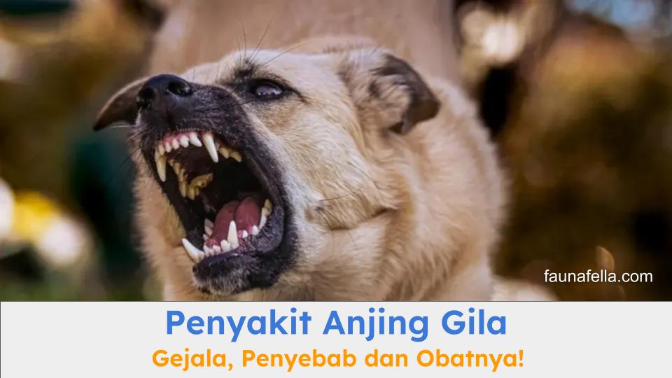Penyakit anjing gila, gejala penyabab dan obatnya.