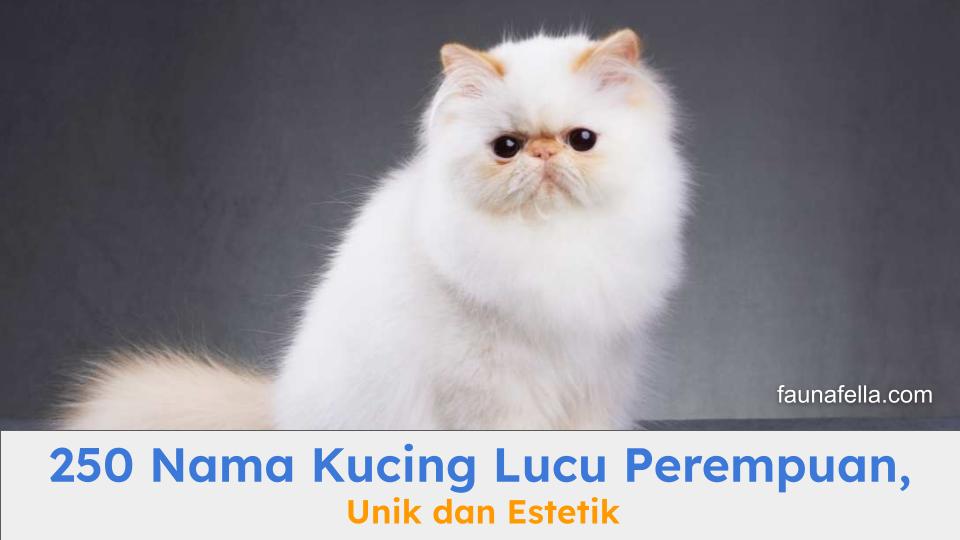 Temukan pilihan nama kucing lucu perempuan yang unik dan estetik.