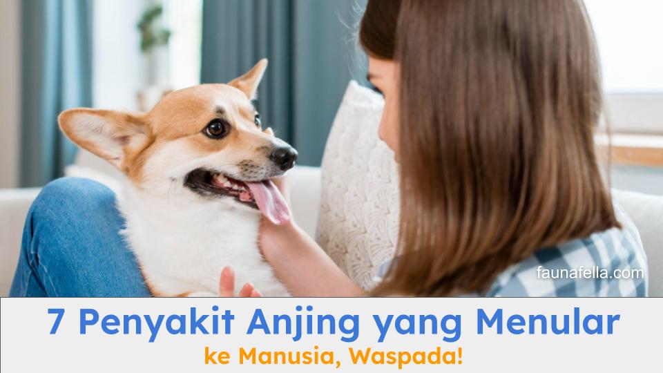 Waspada penyakit anjing yang menular ke manusia dan ketahui apa saja jenisnya