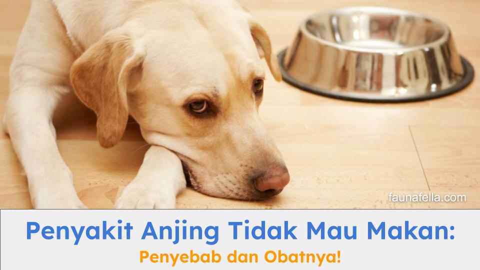 Kenali gejala, penyebab dan obat penyakit anjing tidak mau makan.