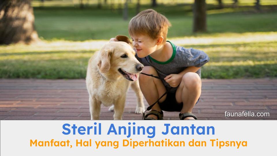 Steril anjing jantan membuat anabul lebih dekat dengan pemilik dan lebih akrab.