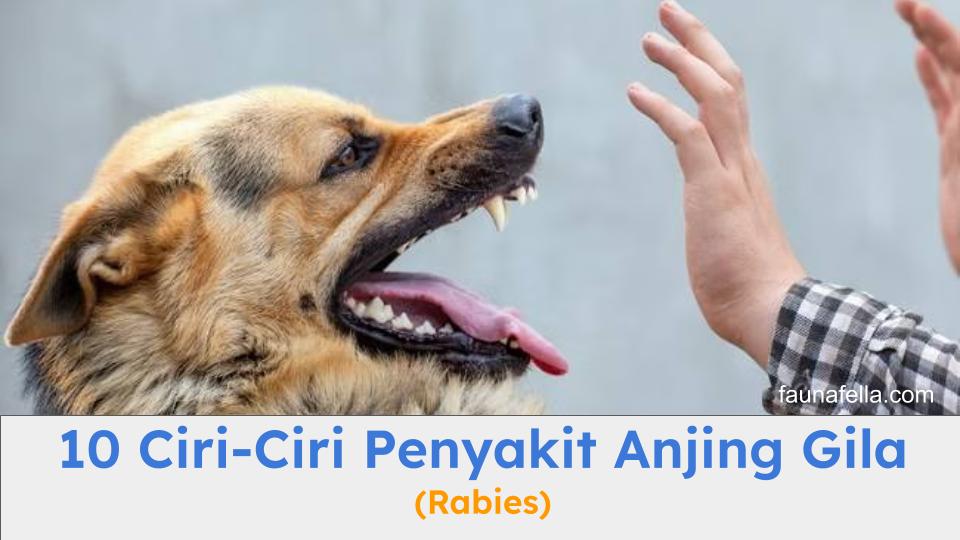 10 Ciri-Ciri Penyakit Anjing Gila (Rabies) yang Harus Anda ketahui