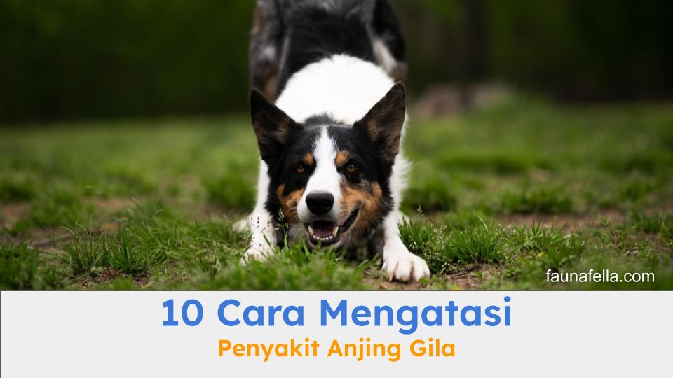 Cara mengatasi penyakit anjing gila harus dilakukan dengan baik dan benar.