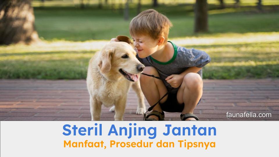 Steril anjing jantan membuat anabul lebih dekat dengan pemilik dan lebih akrab.