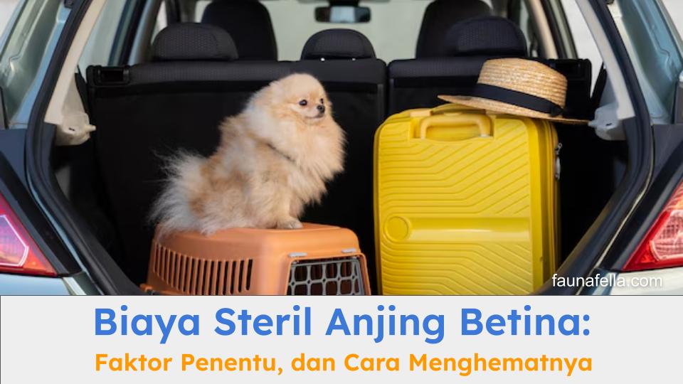 Biaya steril anjing betina umumnya lebih mahal dari jantan, cari tahu yuk alasannya.
