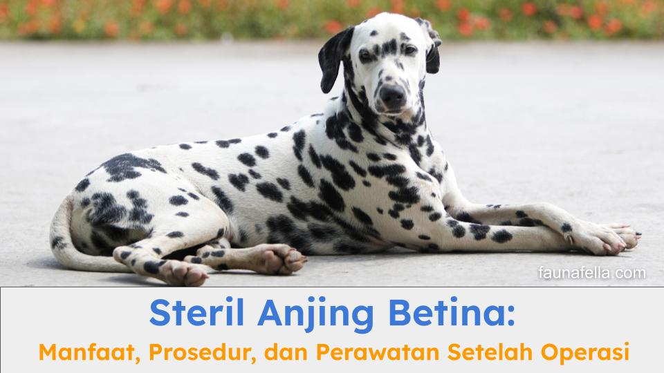 Steril anjing betina membantu anabul lebih sehat dan aktif.